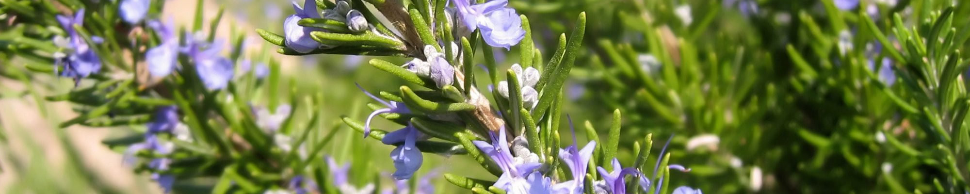 Fleurs Cultivées par les Élèves du Lycée Agricole