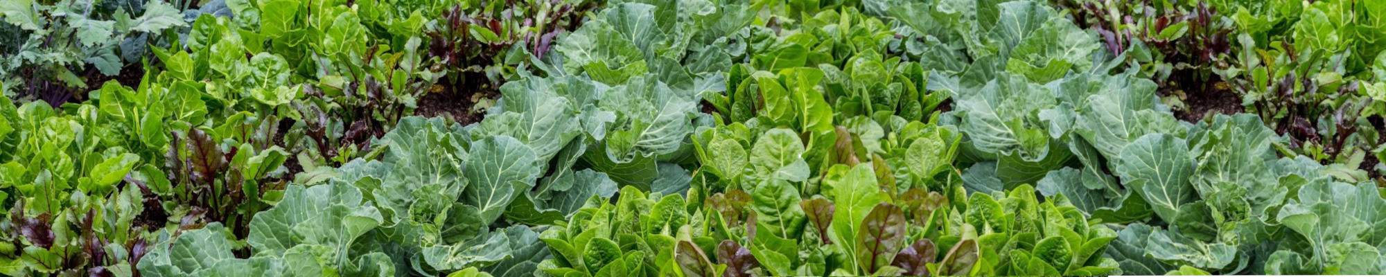 Plantes Aromatiques Cultivées par les Élèves