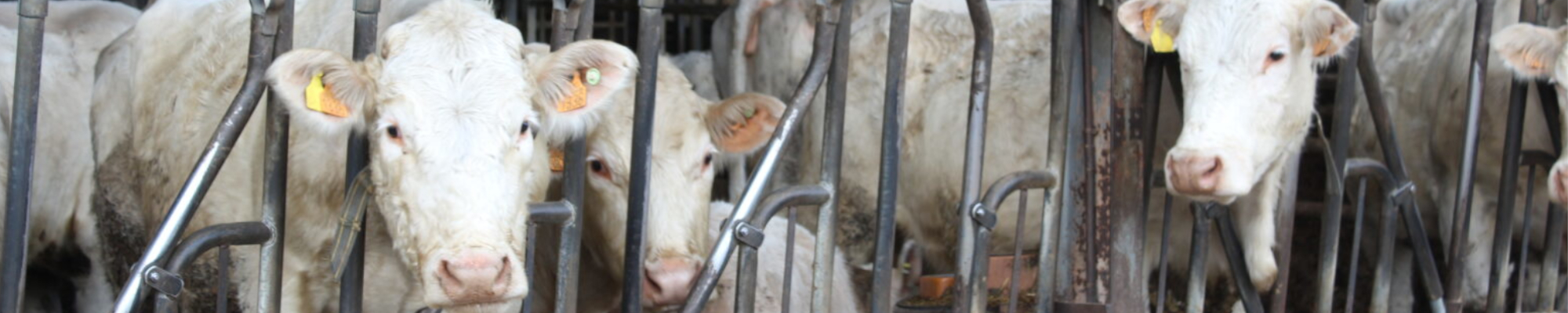 Vue des vaches de la ferme pédagogique du lycée
